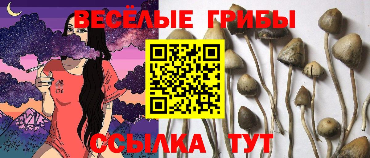 купить закладку  Псилоцибиновые грибы Psilocybe  Вход с VPN  Сальск 